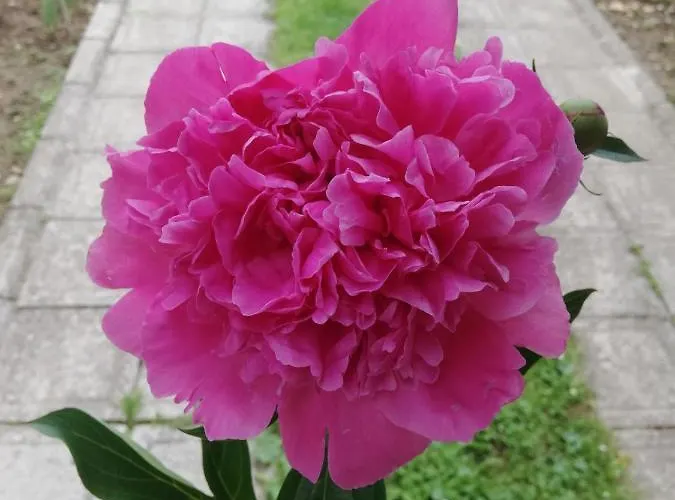 Relax House 维索科